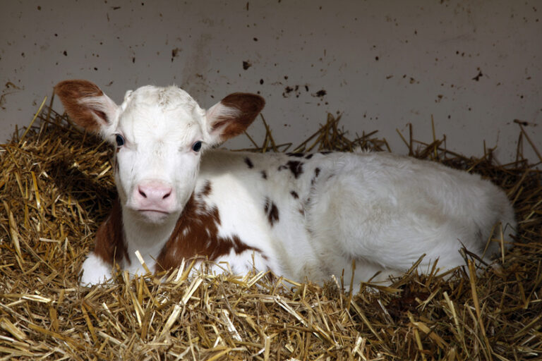 Greenhouse gas emissions