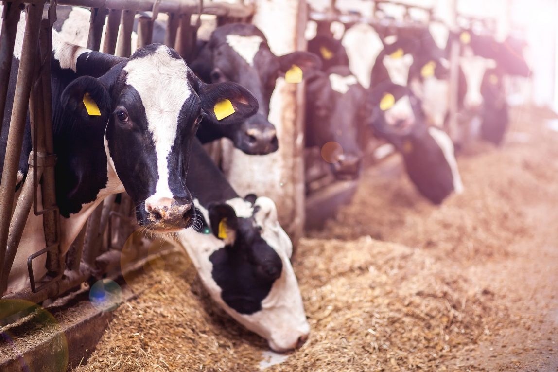 Animal husbandry is a significant source of greenhouse gas emissions such as Methane (CH4)